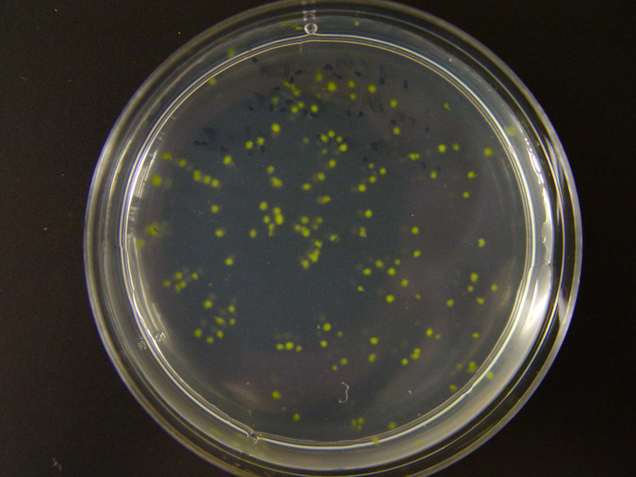Prochlorococcus plate